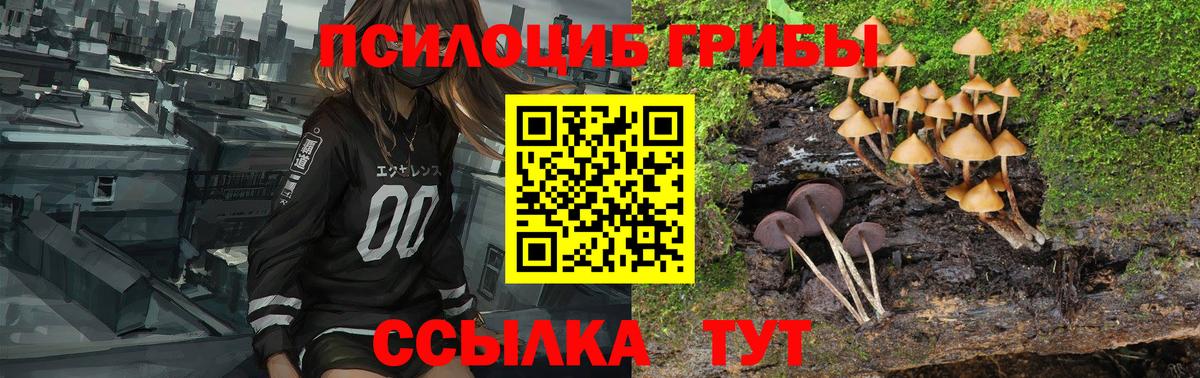 Галлюциногенные грибы Psilocybine cubensis Саратов
